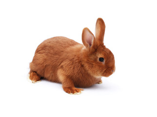 New Zealand purebred red baby rabbit on white tablecloth