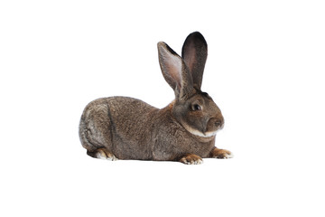 Purebred rabbit Belgian Giant on white background