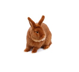 New Zealand purebred red rabbit on white cloth