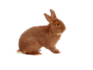 New Zealand purebred red rabbit on white background