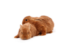 New Zealand purebred red baby rabbits on white tablecloth