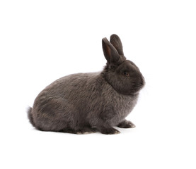 Purebred Vienna glaucous-blue rabbit on white cloth