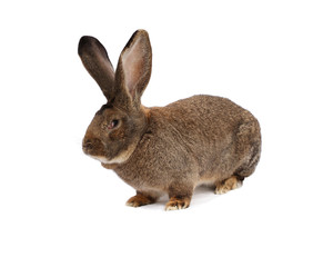Purebred rabbit Belgian Giant on white cloth