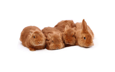 New Zealand purebred red baby rabbits on white tablecloth