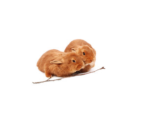 New Zealand purebred red baby rabbits on white tablecloth