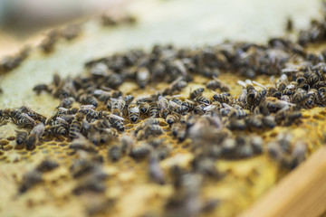 Honeycomb frame set up by bees, with lack of space for honey. Self-built insect waxed. family in the beehive. Bees in a hive on built-in wax. Honey frame.