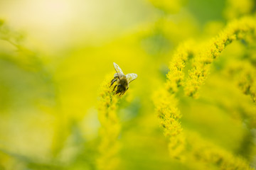 Solidago, goldenrod yellow flowers in summer. Lonely bee sits on a yellow flowering goldenrod and collects nectar