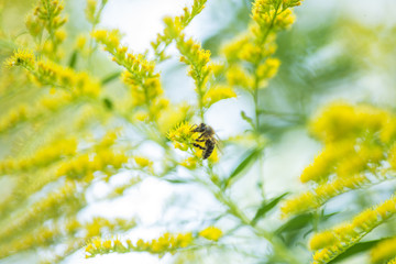 Solidago, goldenrod yellow flowers in summer. Lonely bee sits on a yellow flowering goldenrod and collects nectar