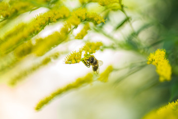 Solidago, goldenrod yellow flowers in summer. Lonely bee sits on a yellow flowering goldenrod and collects nectar