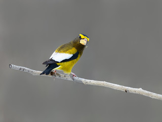 Male  Evening Grosbeak in Winter, Portrait