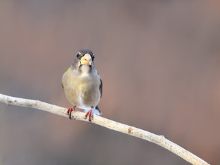 Female Evening Grosbeak in Winter, Portrait