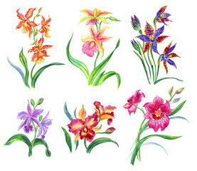 Set of orchids, watercolor painting on white background isolated with clipping path.