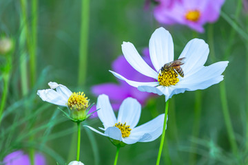 Obraz premium Cosmos flowers on the green summer garden