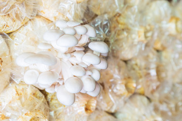 Group of young oyster mushroom growing from sack of straw.