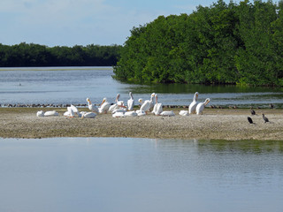 American White Pelican Ding Darling Wildlife Refuge Sanibel Florida
