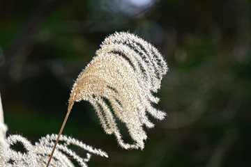 風に揺れるススキの穂