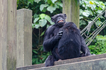 chimpanzee feeding