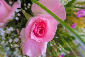 pink rose