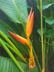 Guadeloupe, feuille d'hélyconia à Malendure