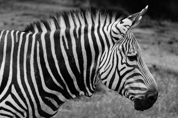 Fototapeta na wymiar zebra profile