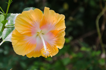 Fototapeta na wymiar yellow hibiscus flower