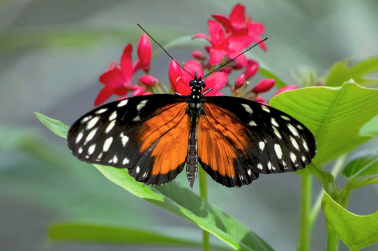 Orange Longwing