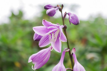 タチギボウシ　高山植物　花