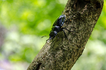 beetle on branch