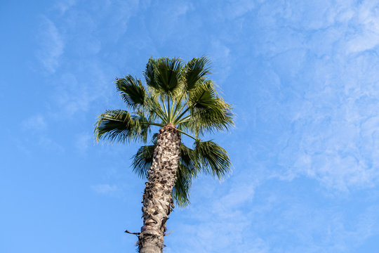 palm tree against blue light wispy clouds