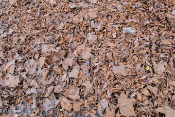texture of a pile of leaves