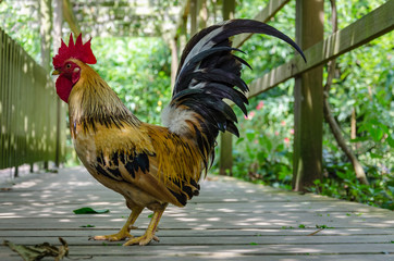 rooster on walkway