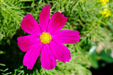 Obraz premium Purple Flower