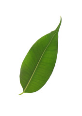 Fresh green ficus leaf on white background