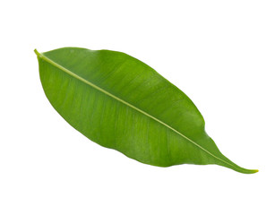 Obraz premium Fresh green ficus leaf on white background
