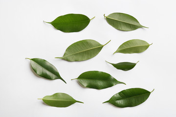 Fresh green ficus leaves on white background, top view