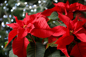 Fototapeta premium Beautiful poinsettia on blurred background. Traditional Christmas flower