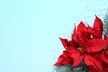 Flat lay composition with poinsettia and space for text on color background. Traditional Christmas flower - obrazy, fototapety, plakaty