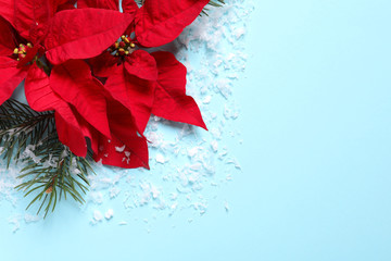 Flat lay composition with poinsettia and space for text on color background. Traditional Christmas flower