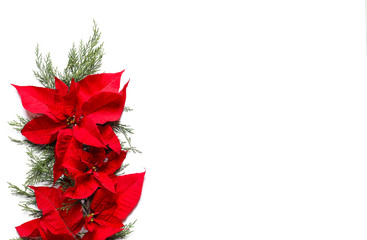 Flat lay composition with poinsettia and space for text on white background. Traditional Christmas flower
