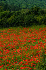 Field of Tuscan Poppies