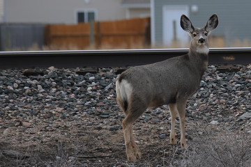 deer at the railroad track