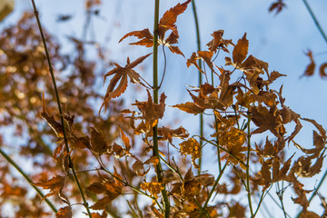 autumn leaves against blue sky