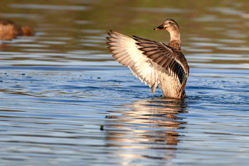 Mallard Duck Flapping her wings