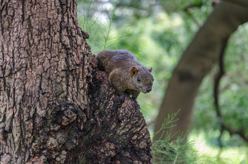 squirrel in tree