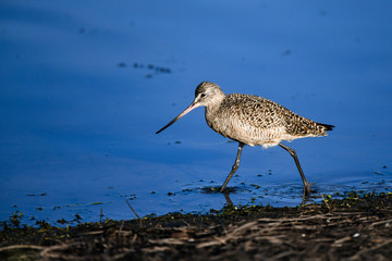 Marbled Godwit