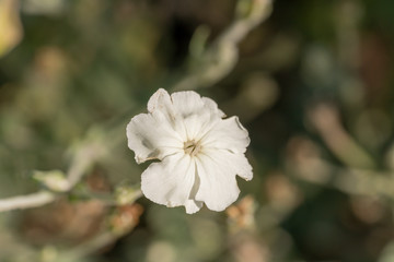 White Flower