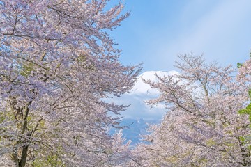Obraz premium Cherry blossom with full blooming and Fuji mountain in backgroud, Japan.