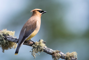 Cedar Waxwing perched on a dead tree over a marsh 