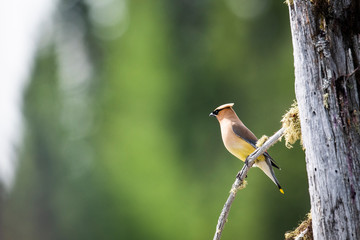 Cedar Waxwing perched on a dead tree over a marsh 