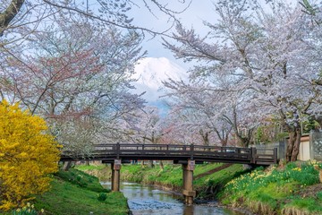 Cherry blossom with full blooming and Fuji mountain in backgroud, Japan.